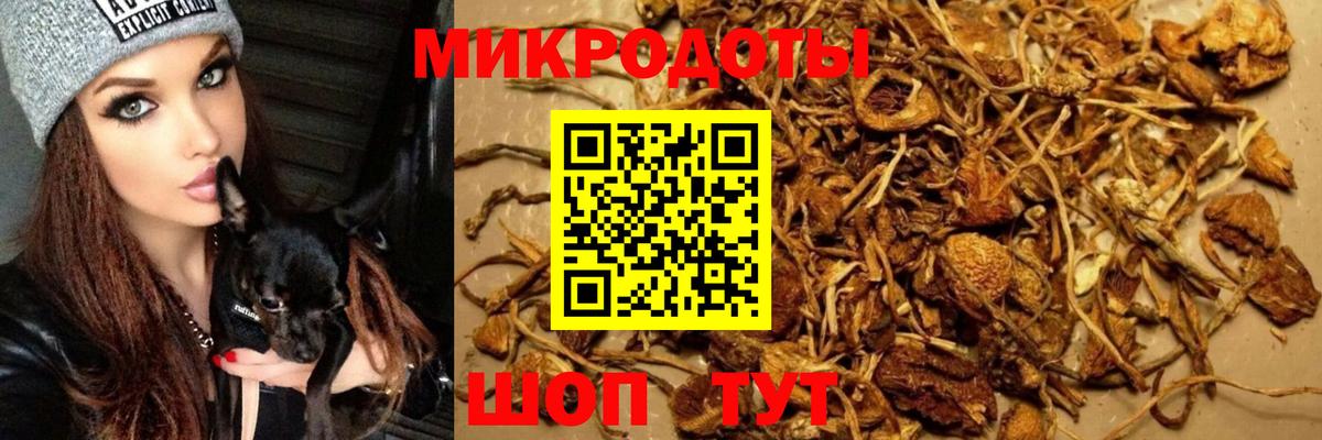 Псилоцибиновые грибы Psilocybine cubensis Артём